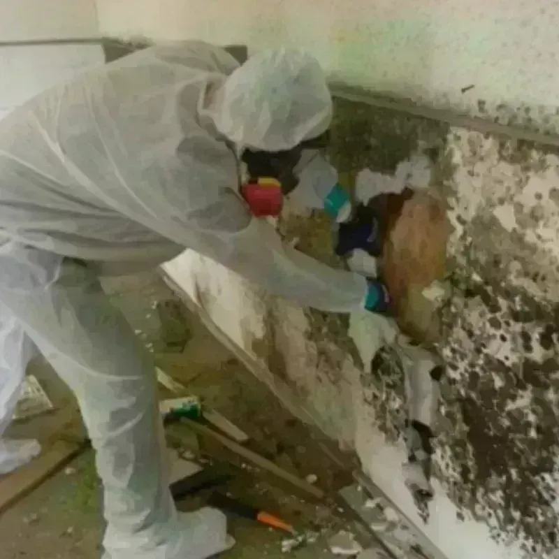 Mold Remediation and Removal in Ponce, PR